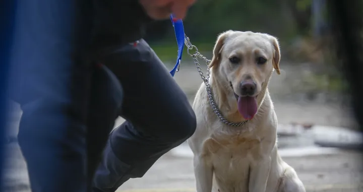 Demonstracija K9 GGS/Damir Deljo