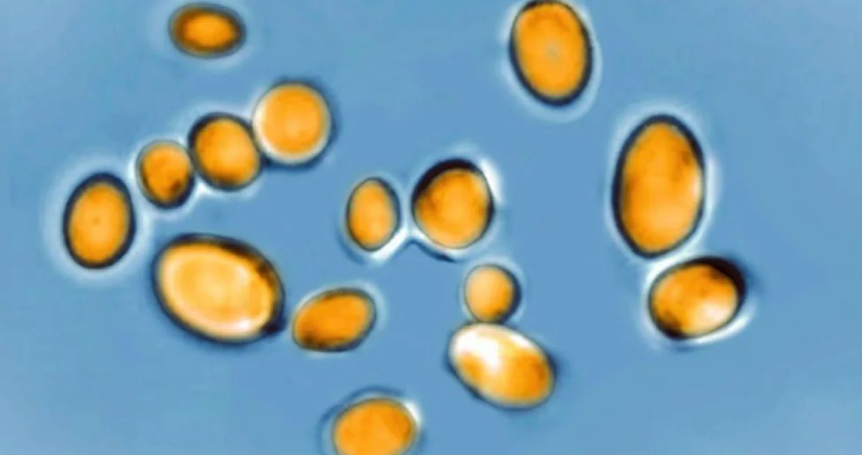 Gljivice mogu živjeti na površinama nekoliko tjedana/