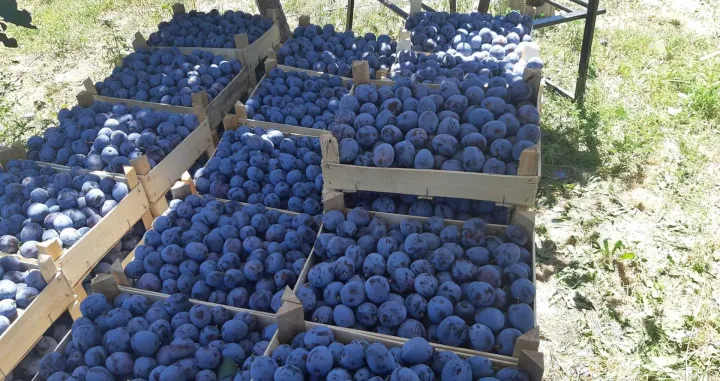 Šljive ilustracija šljiva/