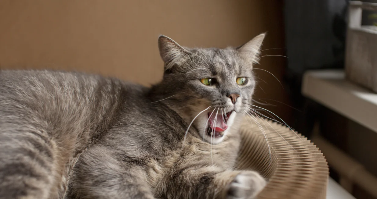 Otkrijte tajne mačjeg govora/Freepik