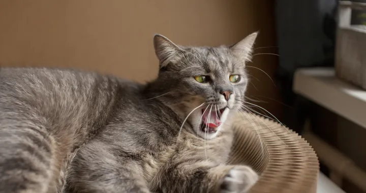 Otkrijte tajne mačjeg govora/Freepik