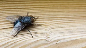 Jeftin trik koji će muhe zauvijek otjerati iz vaše kuće/Freepik