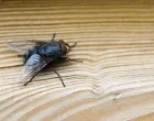 Jeftin trik koji će muhe zauvijek otjerati iz vaše kuće/Freepik