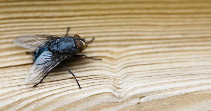 Jeftin trik koji će muhe zauvijek otjerati iz vaše kuće/Freepik