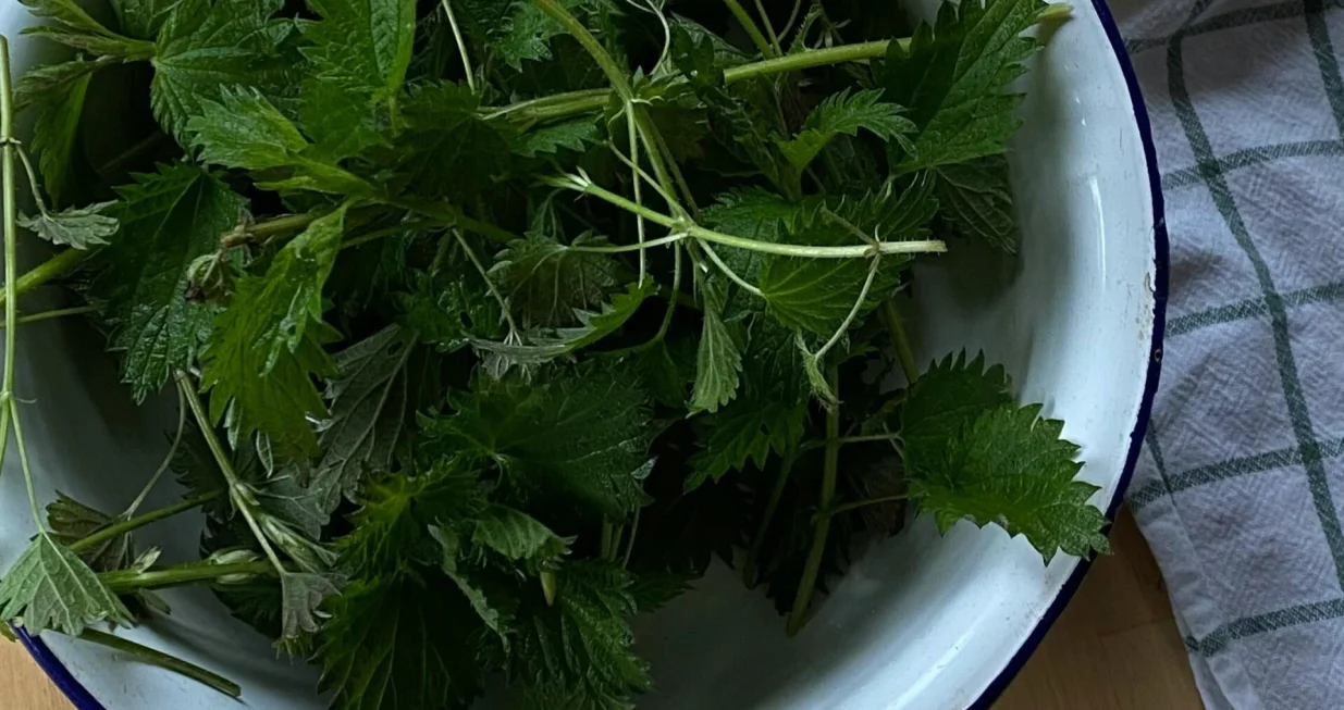 List koprive/Marina Leonova