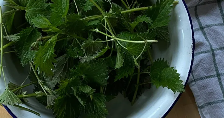 List koprive/Marina Leonova