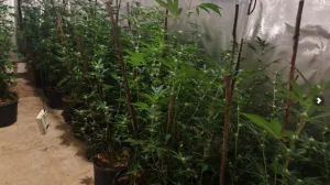 Akcija Black Widow; na području Ilidže pronađena kompletna indoor laboratorija za uzgoj i proizvodnju opojne droge marihuana, sa više od 300 stabljika//