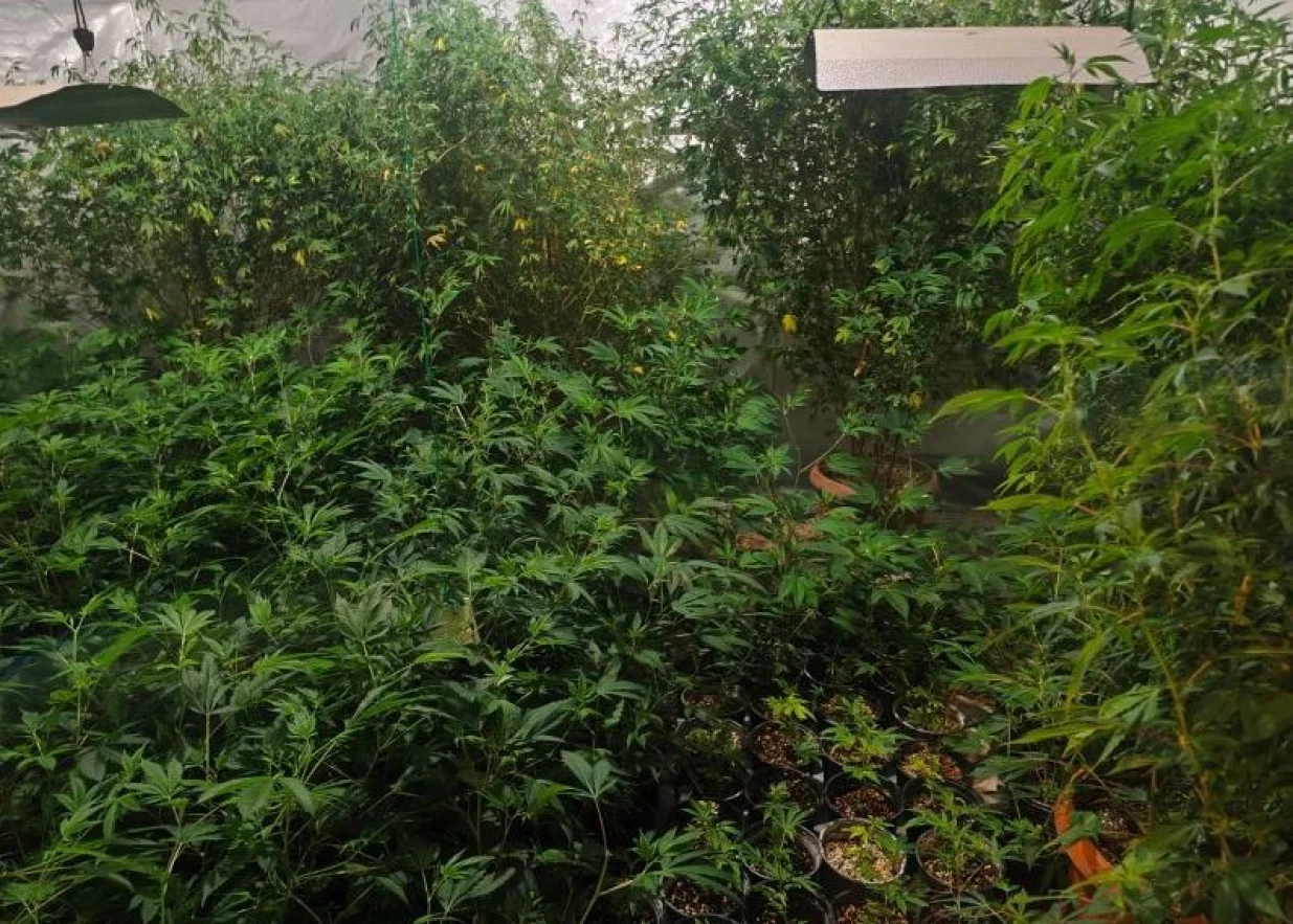 Akcija Black Widow; na području Ilidže pronađena kompletna indoor laboratorija za uzgoj i proizvodnju opojne droge marihuana, sa više od 300 stabljika//