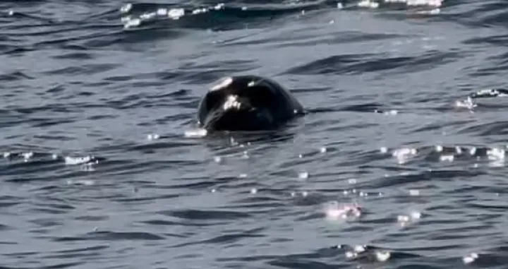 Sredozemna medvjedica je snimljena na otvorenom moru/Screenshot/