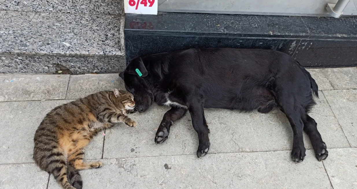 Prijateljstvo psa i mačke, koji dijele isti prostor u Sinopu, u Turskoj, iznenađuje one koji ih vide, javlja Anadolu Agency (AA).Pas i mačka mnogo vremena provode zajedno ispred firme u ulici Ataturk. Pas i mačka veći dio dana provode zajedno, a ne razdvajaju se čak ni dok spavaju. (Gökhan Gücüklüoğlu - Anadolu Agency)/Gökhan Gücüklüoğlu