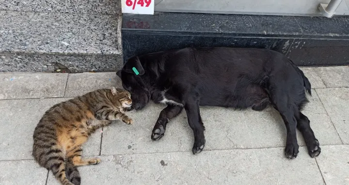 Prijateljstvo psa i mačke, koji dijele isti prostor u Sinopu, u Turskoj, iznenađuje one koji ih vide, javlja Anadolu Agency (AA).Pas i mačka mnogo vremena provode zajedno ispred firme u ulici Ataturk. Pas i mačka veći dio dana provode zajedno, a ne razdvajaju se čak ni dok spavaju. (Gökhan Gücüklüoğlu - Anadolu Agency)/Gökhan Gücüklüoğlu