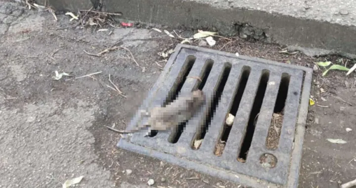 Mrtav pacov u centru Banje Luke/Bl Portal