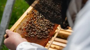 Pčele na osnovi/Damir Deljo