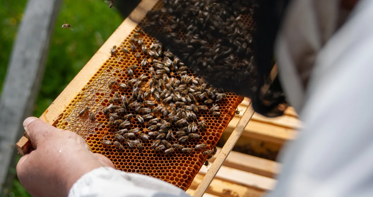 Pčele na osnovi/Damir Deljo