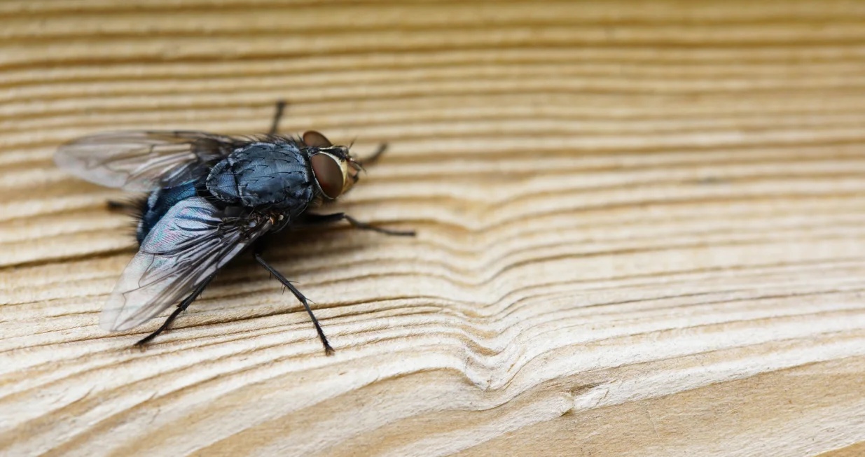 Jeftin trik koji će muhe zauvijek otjerati iz vaše kuće/Freepik