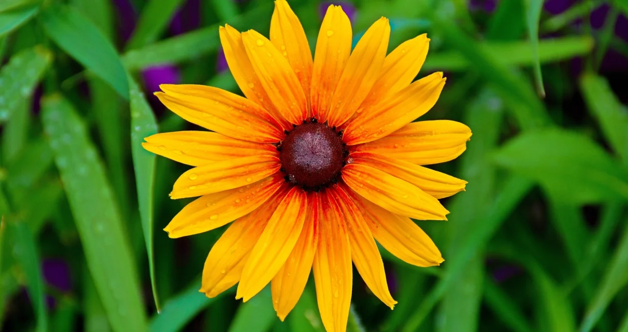 Jako otporna, a i korisna/Freepik