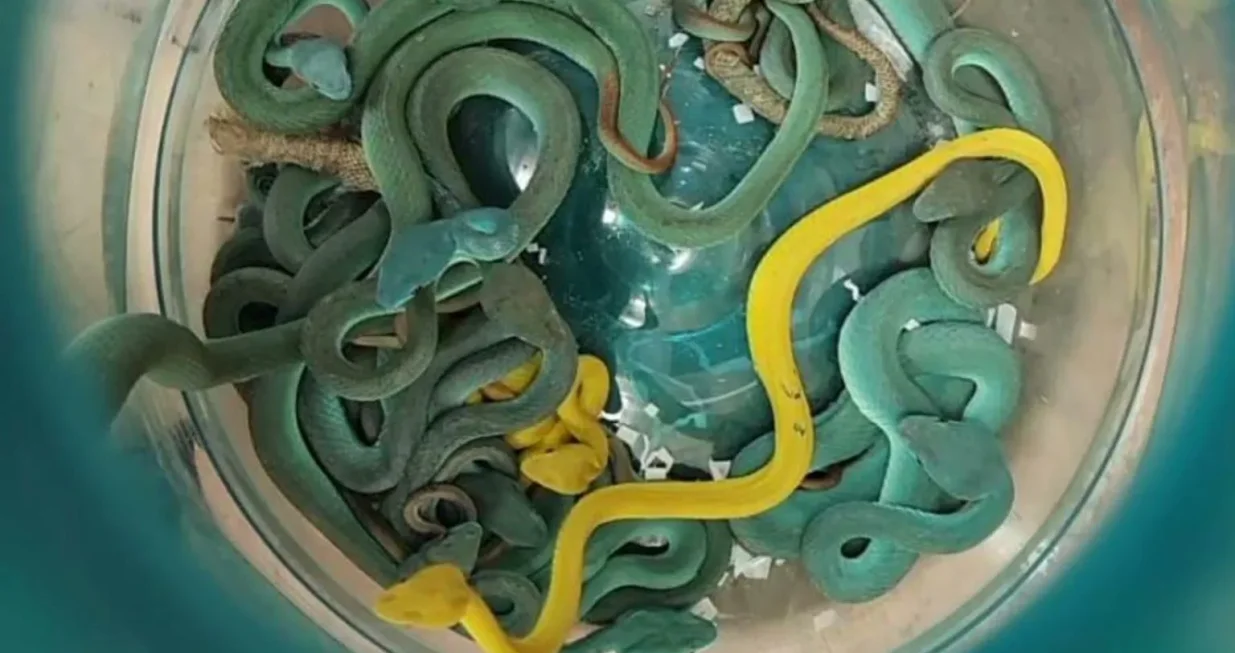 Zaplijenjene zmije/X.com//