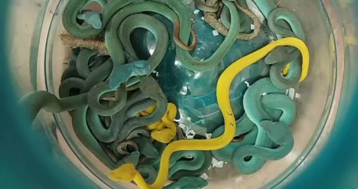 Zaplijenjene zmije/X.com//