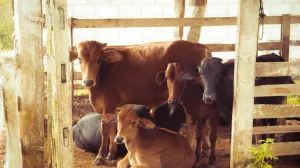 Ilustracija/ Pexels/