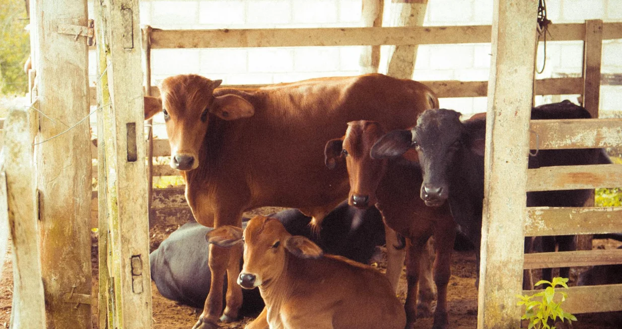 Ilustracija/ Pexels/