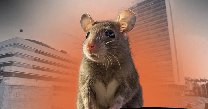 vizual za kolumnu zlatka dukića, Uticaj pacovana rasutu vlast/Benjamin Krnić