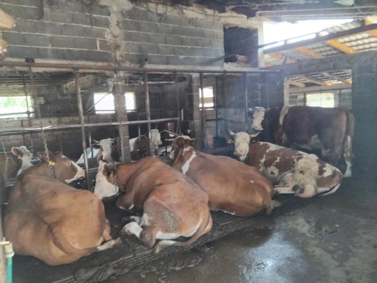 Farma krava, Donja Vogošća, zaražene krave, bruceloza/Tanja Cerić