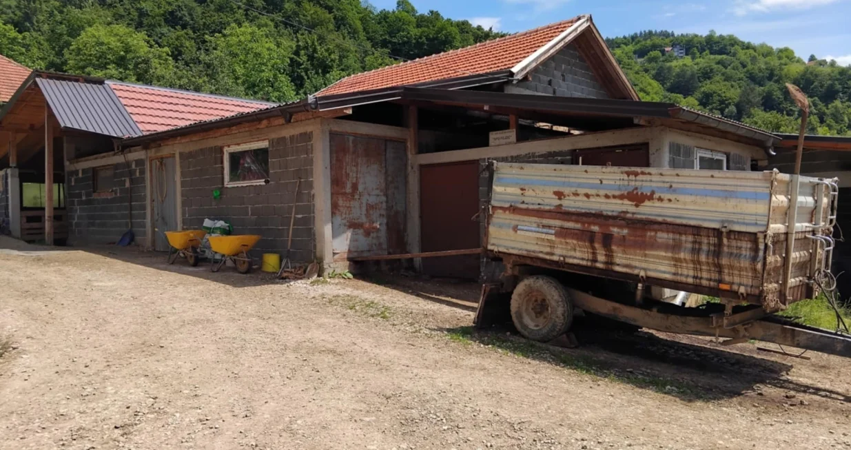 Farma krava, Donja Vogošća, zaražene krave, bruceloza/Tanja Cerić