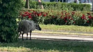 Screenshot/ Youtube/