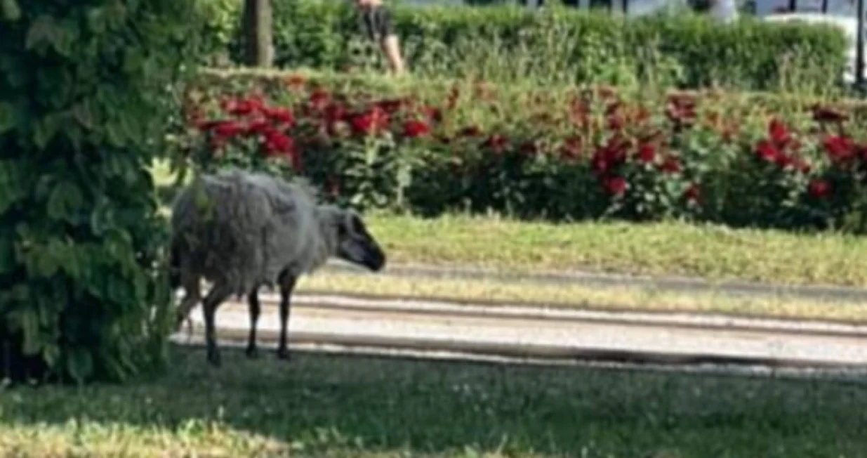 Screenshot/ Youtube/