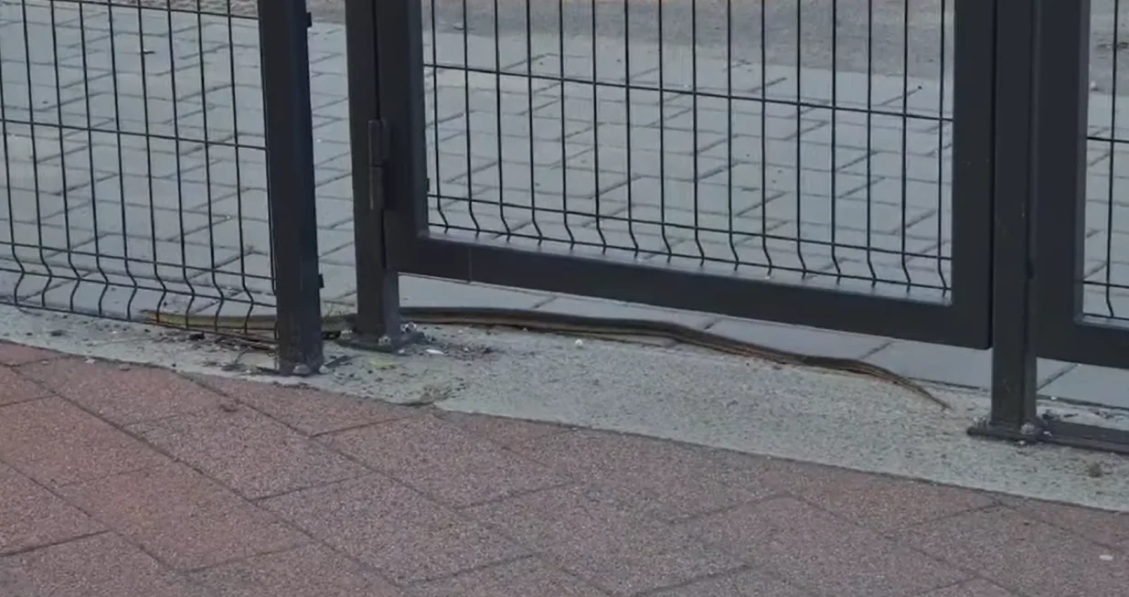 Zmija ispred područne škole "Vuk Stefanović Karadžić" u banjalučkom naselju Ada/Screenshot