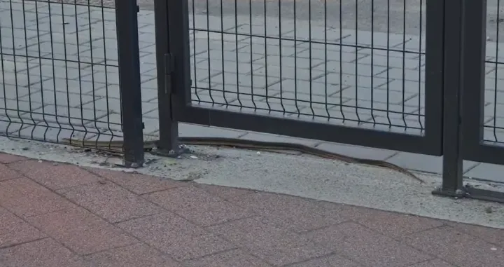 Zmija ispred područne škole "Vuk Stefanović Karadžić" u banjalučkom naselju Ada/Screenshot