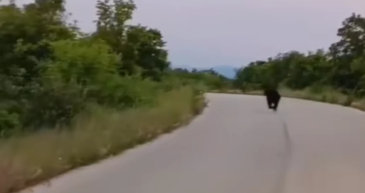 Medvjed u Podveležju/Prtsc