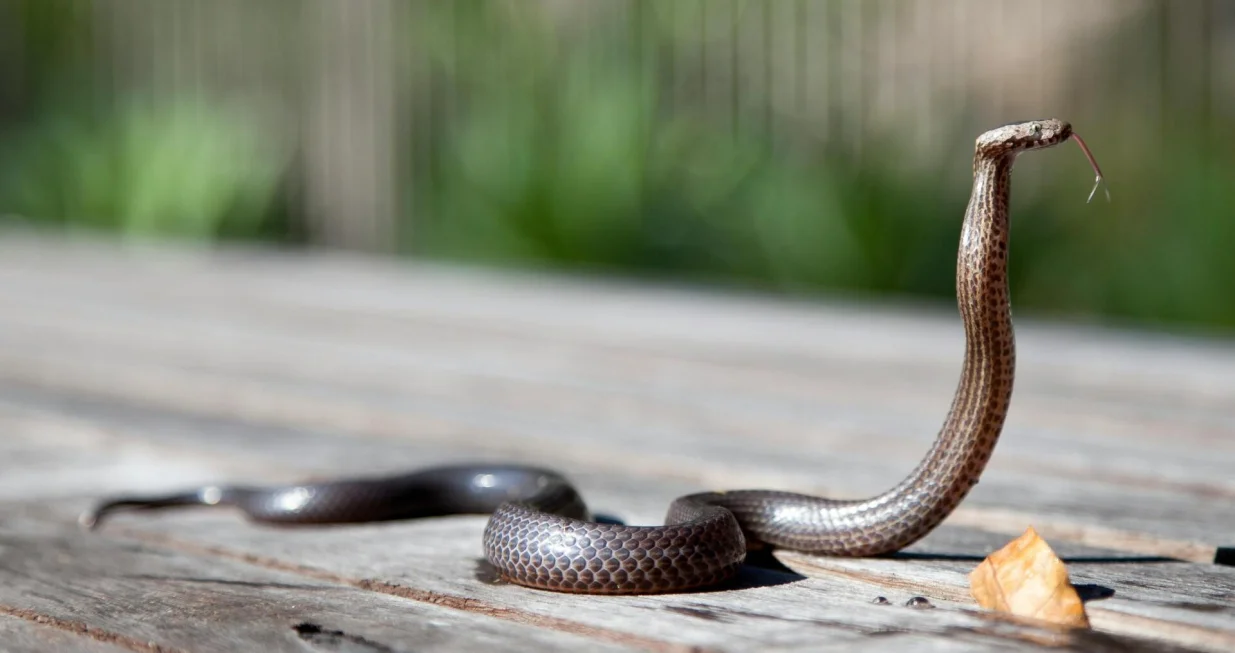 Zmije će vas obilaziti u širokom luku/Pexels