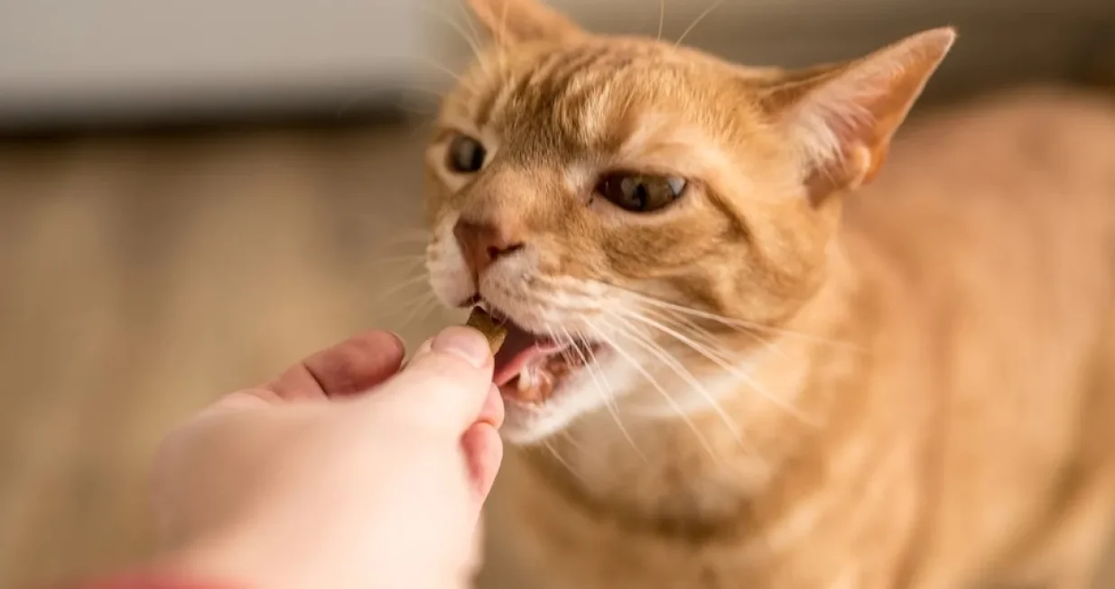 /Danielle Donders/getty Images