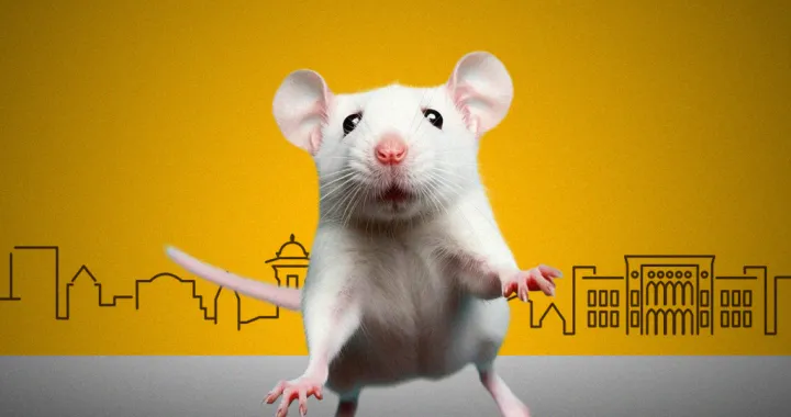 Kolumna Vildane Selimbegović: Kad miševi kolo vode/Ilustracija/Benjamin Krnić