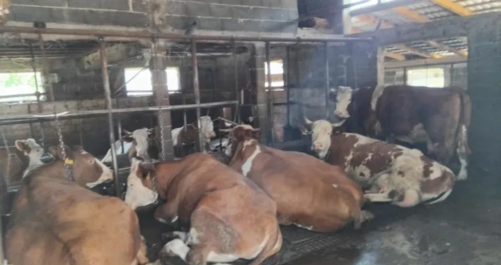Farma krava, Donja Vogošća, zaražene krave, bruceloza/Tanja Cerić