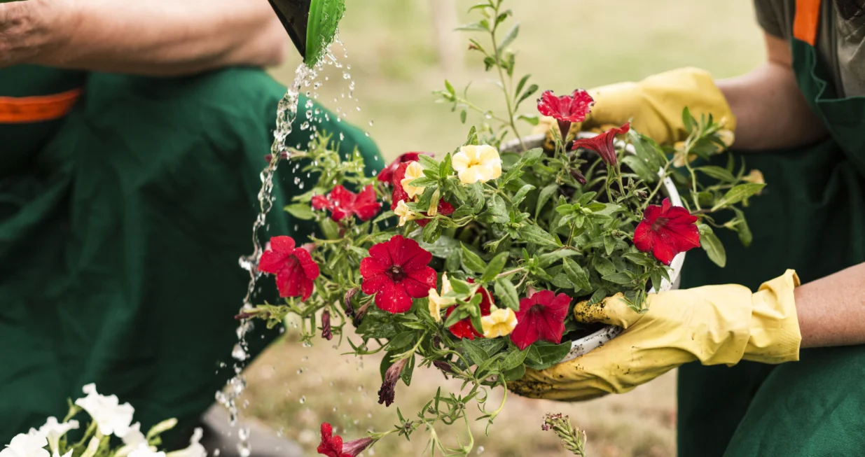 Zalijevanje biljaka može biti umjetnost/Freepik