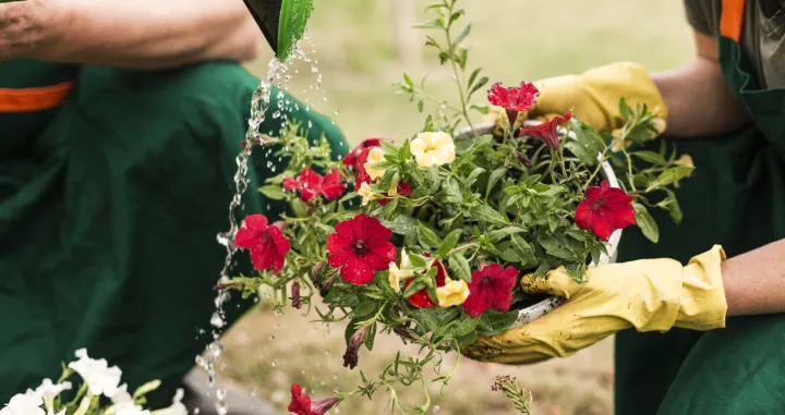 Zalijevanje biljaka može biti umjetnost/Freepik