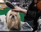 epa08272051 A dog owner prepares her Shih Tzu before competition starts at Crufts Dog Show in Birmingham, Britain, 05 March 2020. Crufts runs from 05-08 March. EPA/ANDY RAIN/Andy Rain