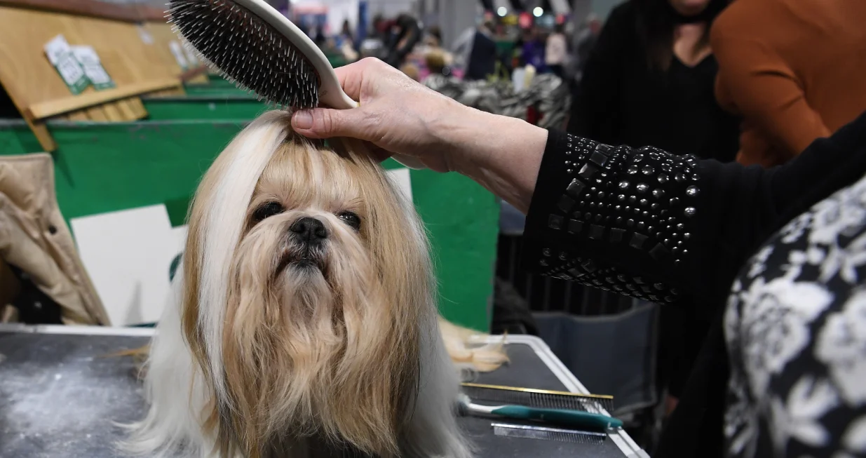 epa08272051 A dog owner prepares her Shih Tzu before competition starts at Crufts Dog Show in Birmingham, Britain, 05 March 2020. Crufts runs from 05-08 March. EPA/ANDY RAIN/Andy Rain