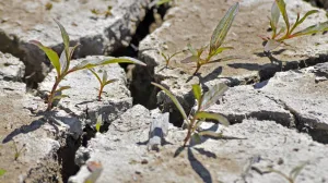 Zauvijek se riješite korova/Freepik