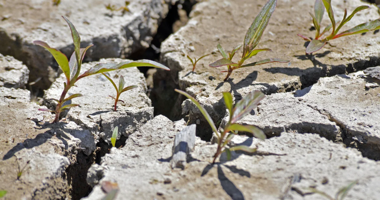 Zauvijek se riješite korova/Freepik