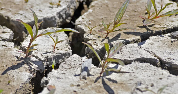 Zauvijek se riješite korova/Freepik