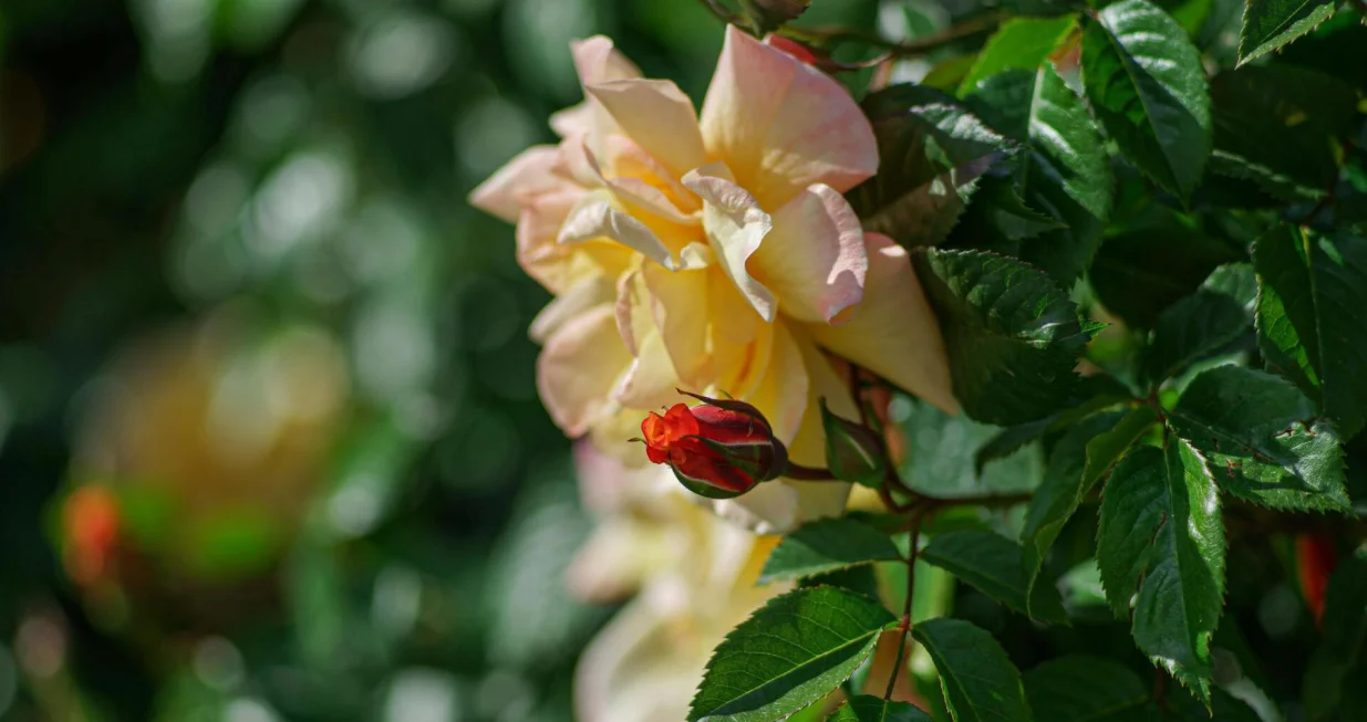 Ruža, cvijet/Kostiantyn Klymovets