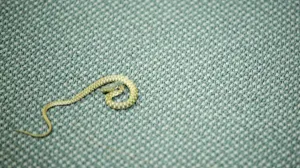 Zmija u sali Parlamenta FBiH/Damir Deljo