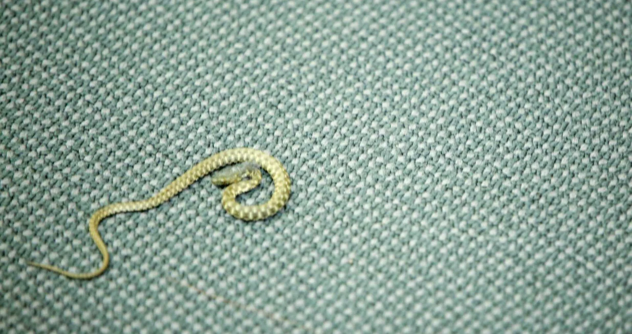 Zmija u sali Parlamenta FBiH/Damir Deljo