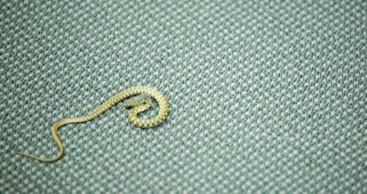 Zmija u sali Parlamenta FBiH/Damir Deljo