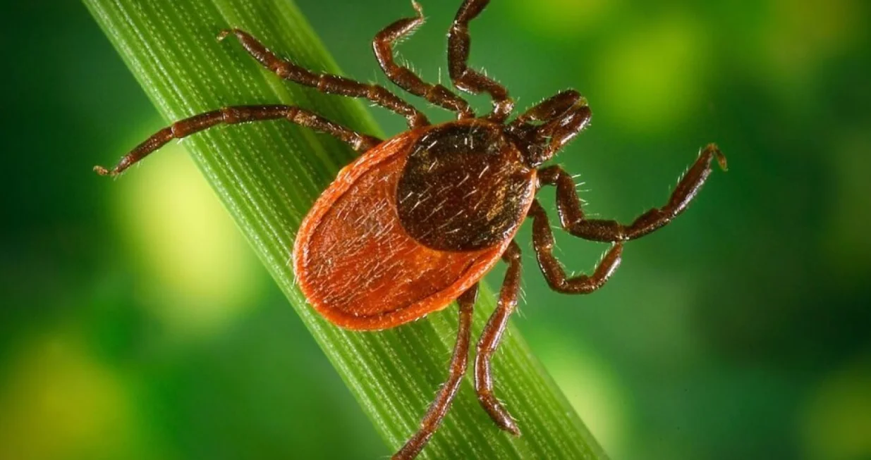 Glavni prenosioci bakterija roda Borrelia/