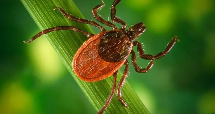 Glavni prenosioci bakterija roda Borrelia/