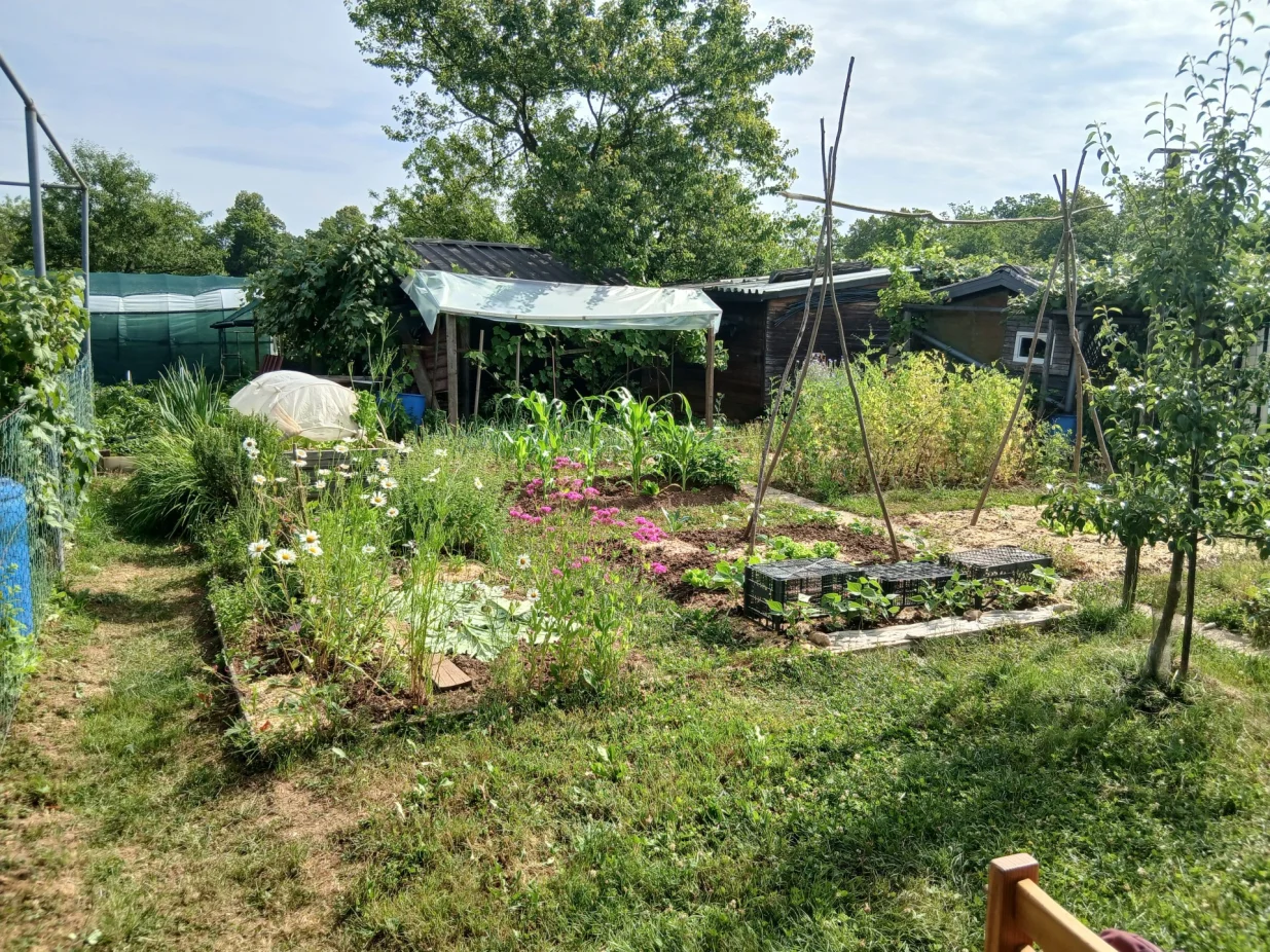 Na malo prostora raste povrće, cvijeće i kruška/